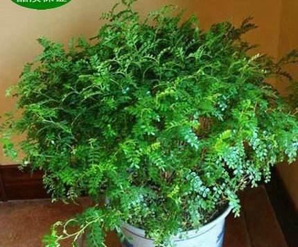  「家里」这“3种”植物，花香四溢，抑制异味，家里养1盆，空气更清新！