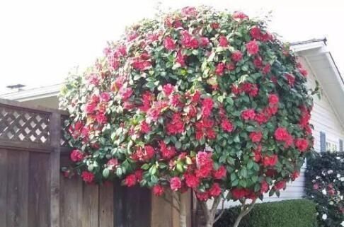  #盆栽茶花#养茶花，一个浇水小细节，不掉叶、开花多、长得壮，一盆养多年