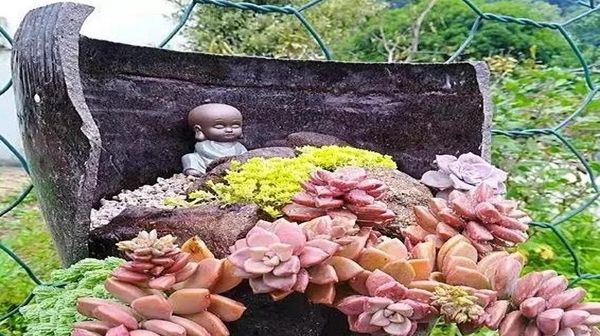  不像话■几年来自养的多肉,已经美的不像话了!