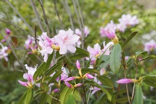  「上海植物园」碎花裙上的“花花世界”，到底有哪些花？