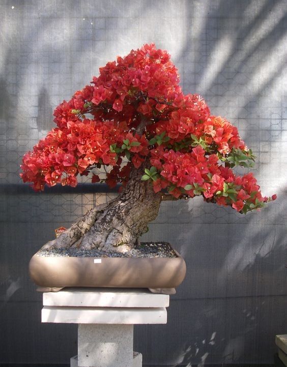 盆景欣赏:气象万千，清秀与古雅并存，每一盆都那么独特