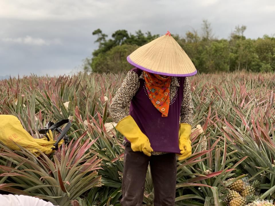  菠萝■2020年，劳作在海南的菠萝地海