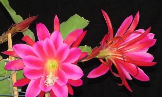  养花■养花就养这5款小花，花色艳花量大，客厅养几盆，花型独特又美观