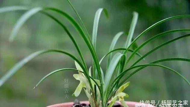  好处：新手养兰花，叶片喷雾有什么好处？
