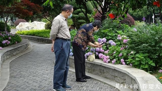  『绣球』武昌街头开“绣球”，不同土壤花色不一