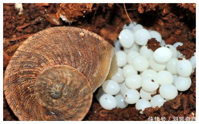 海滩上发现“珍珠”，游客疯狂捡拾难阻止，得知实情后纷纷丢弃