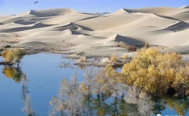大美新疆，上眼胡杨