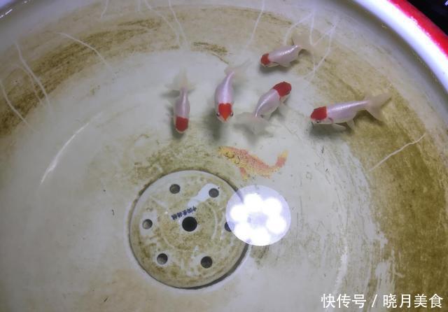 「懒人」无过滤饲养金鱼需要天天换水吗?这可真不一定,懒人有懒办法