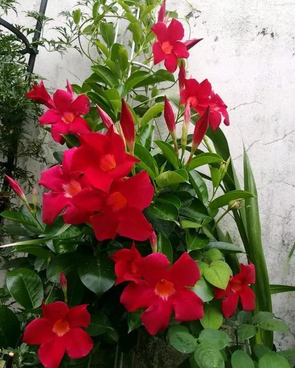 『长春花』6种花喜欢晒太阳,越晒花越多,一开200天不歇气!