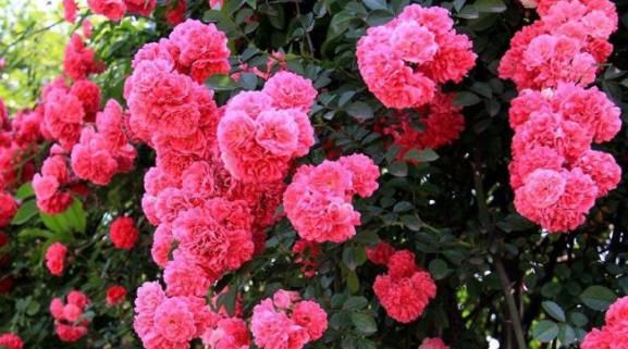  【小院】此款花折个枝，放在小院沾土就活，一个月开花，美观大气惹人爱
