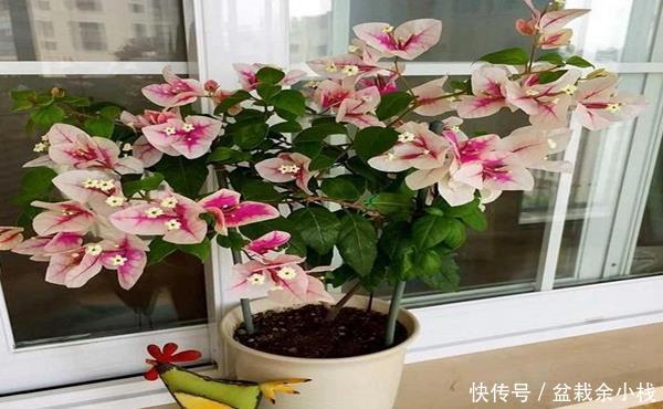 【营养】剪粗树枝三角梅能扦插活吗?掌握三点技巧,效果绝对想不到
