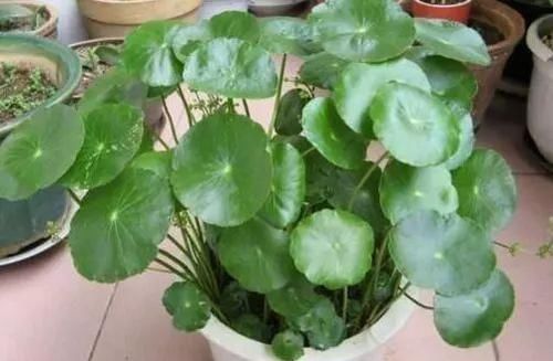 【提高】养“铜钱草”,就用“3分法”,把“根”装瓶子里,20天就长满瓶