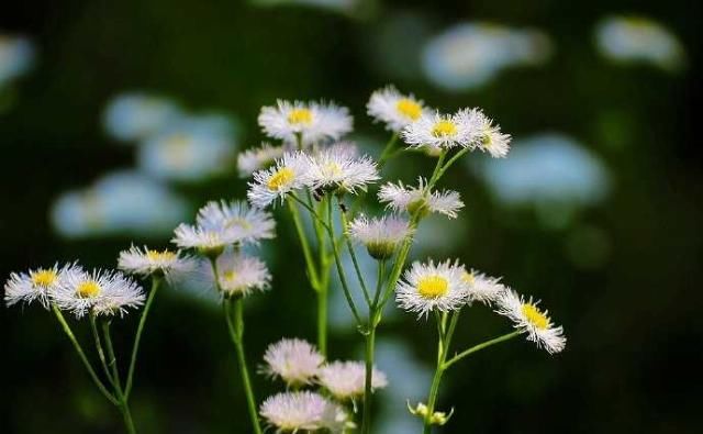  「春天」野菊花也有春天，一年蓬，可能是这个季节里最为常见最蓬勃的野花