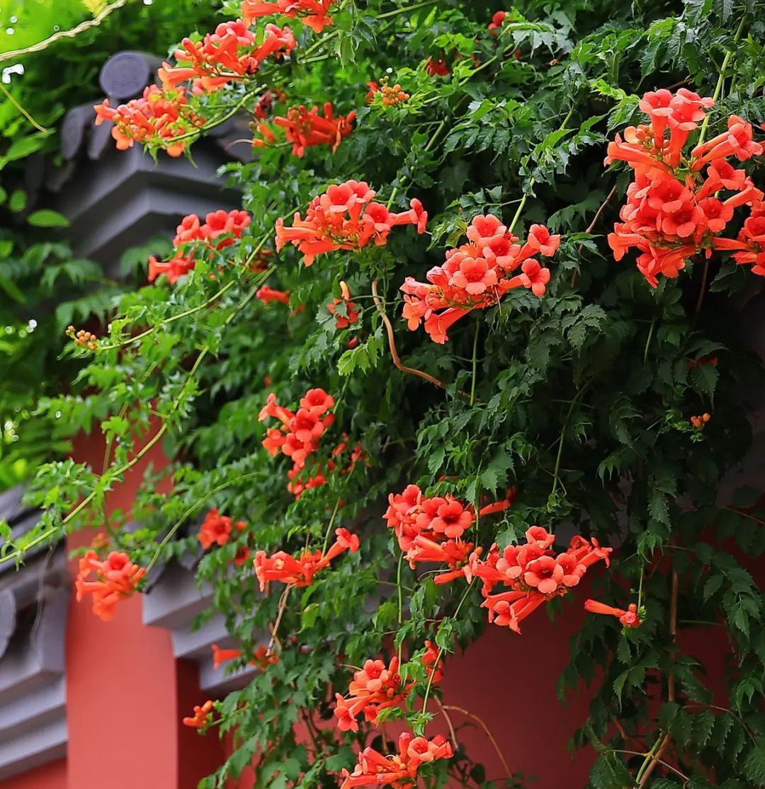  『开花时』她在院子里养了1棵花,春天开花上千朵,花多浓香,开成一面花墙