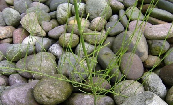  #有钱#农村这种“野草”，以前没人要，现在却争着抢，有钱也难