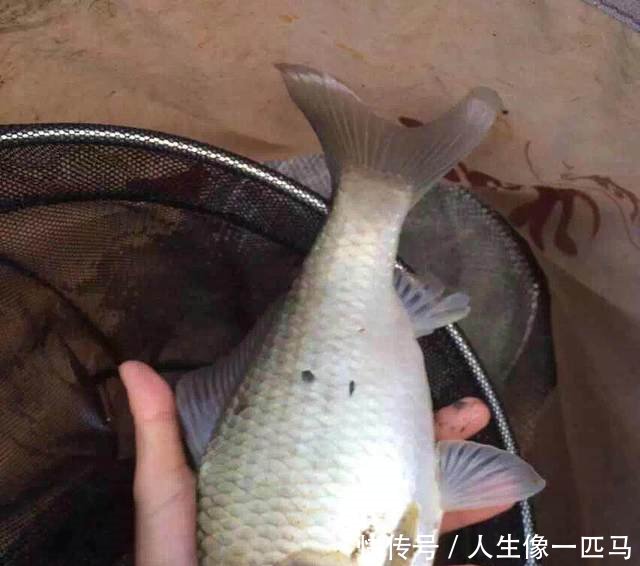 野生黄河大鲤鱼，被激流冲晕，村民冒险下水捕获