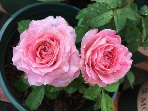  「排水良好」此款木本花卉，漂亮不输玫瑰，一花三色，香气四溢，堪称盆栽佳品