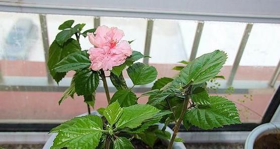  「花草」养花草、玩扦插,用点这“粉”,比多菌灵有效!烂根黑腐全没有!