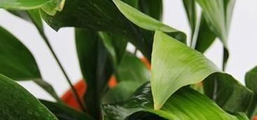  『绿意』卫生间养什么植物好？选择这5种植物，增添绿意、清新空气！