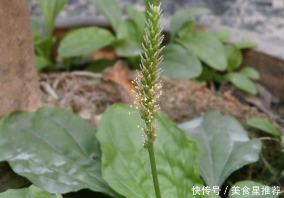 农村这种植物人称“尿床草”，曾是农民的“救命草”，你有见过没