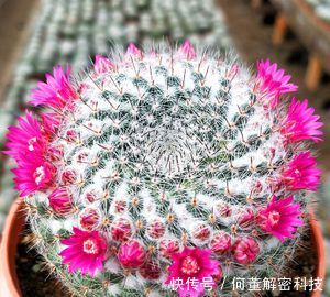  养护：她养了一盆仙人球，开出100朵小红花，美极了，邻居看来都羡慕！