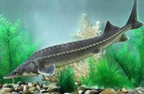  「中华鲟」这种鱼又称“长江鱼王”，如今长江中已看不见，近日