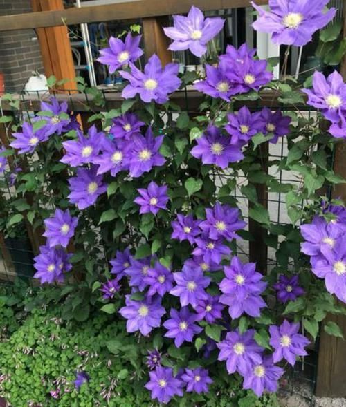  三角梅■选花，别错过这几种“开花机器”，养殖省心