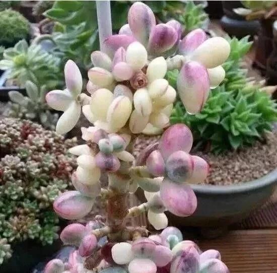  #观自#多年珍藏的生石花群生多肉，请欣赏！多肉植物说昨天观自在