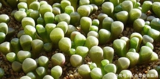 非洲遍地都是“玉石”，导游却告诫：别犯傻，可千万别拿！