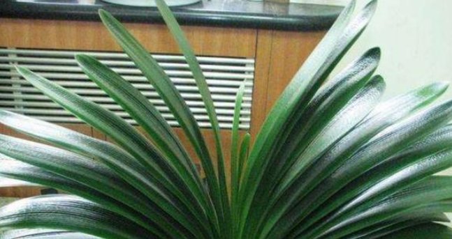 『大岩桐浇水』这几种花冬天叶面不能喷水,烂根枯叶整盆光,不可能开花