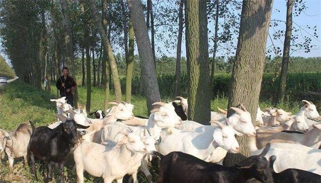  只繁殖母羊|一万块钱搞养殖，买几只羊好，还是买三四头小母猪好？看看老农咋说