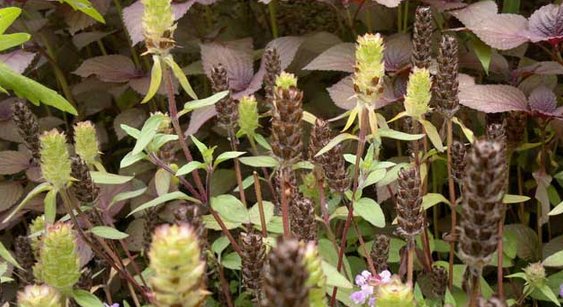  夏枯草|昔日农村很常见的1种药材，现野生不多见，农民地里却有