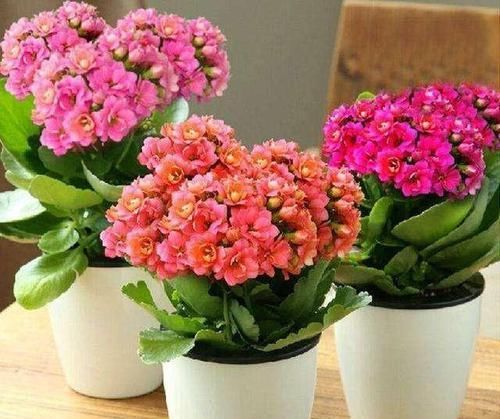 「方法」刚买的长寿花,如何浇水比较好?教你几招简单方法!