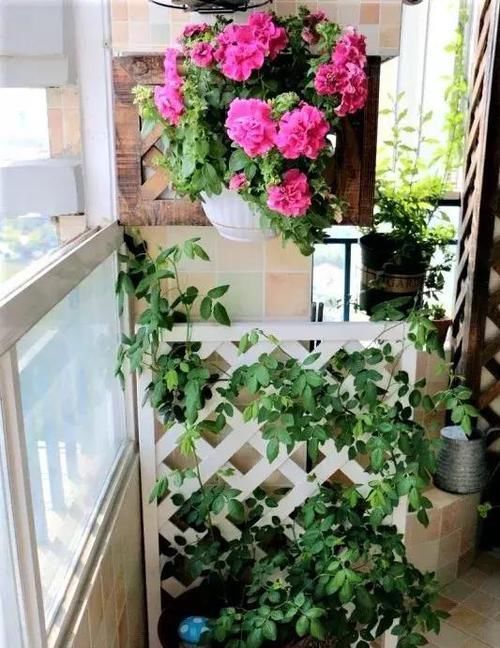  [吊起来养]阳台这样种花, 可以美上一整年, 整个小区都会羡慕你!
