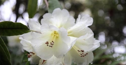  [盆栽]为什么邻居家的杜鹃花一年开几次花？杜鹃花盆栽叶片有黑点的原因