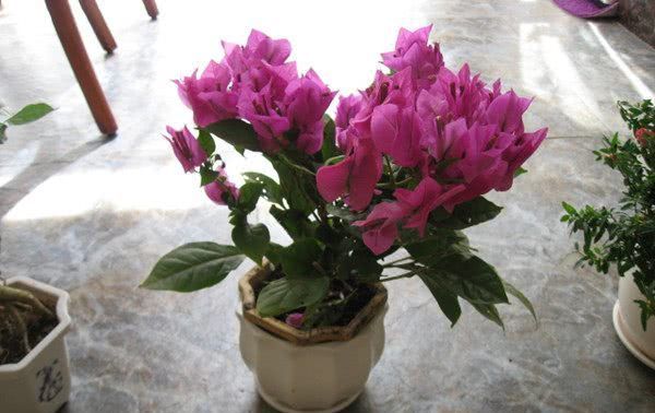  扔进：适合“懒人”养的花，扔进花盆就能活，漂亮又好养，四季花不断