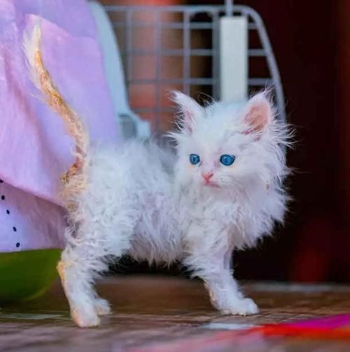  [生活]阿姨捡了一只流浪猫，洗澡后被猫咪颜值惊艳这么漂亮还有人扔