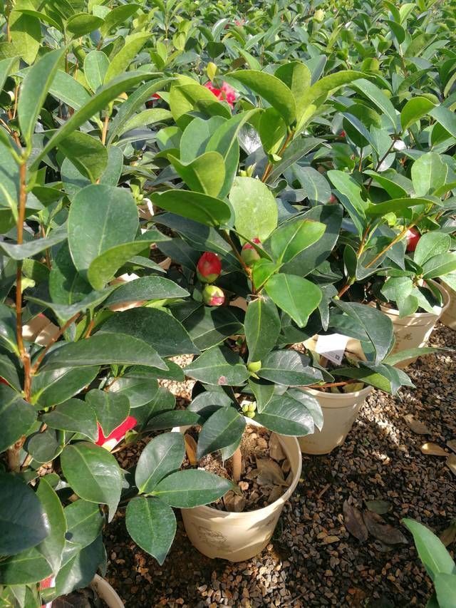  『技巧』认识四季茶花，四季茶花的四季浇水和喷水技巧