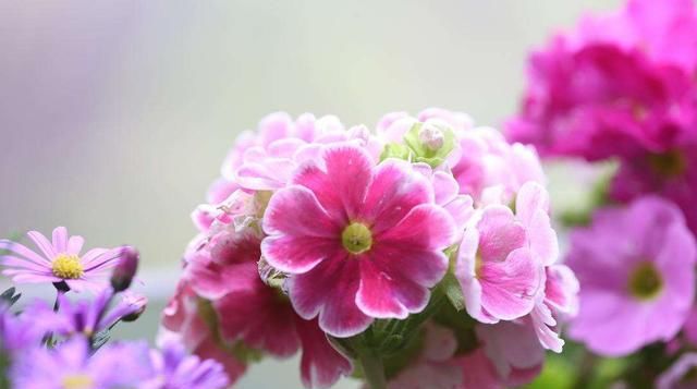  养活■适合新手养的3种花，价格便宜好养活，开花爆盆很漂亮，越养越爱