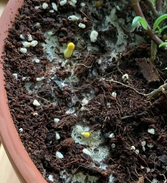  [黄花酢浆草]花盆里长出蘑菇，马上拔干净，否则就是大祸害！