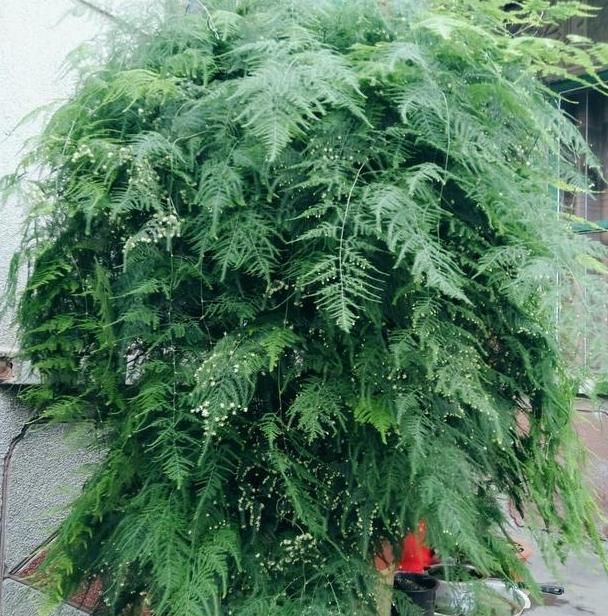  好看：文竹总是长歪了?掌握这几招,枝叶繁茂,造型优雅!