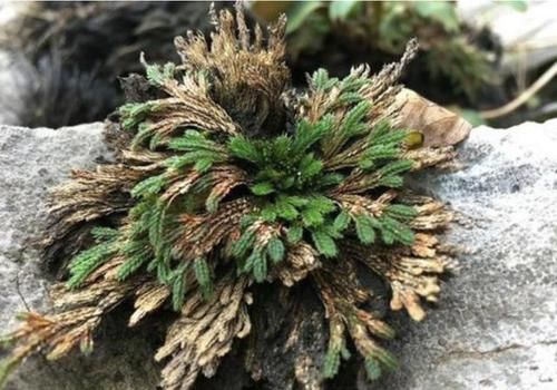  『种植在花盆』山上的1种“还魂草”，叶片枯萎却“活着”，种花盆里，价值高！