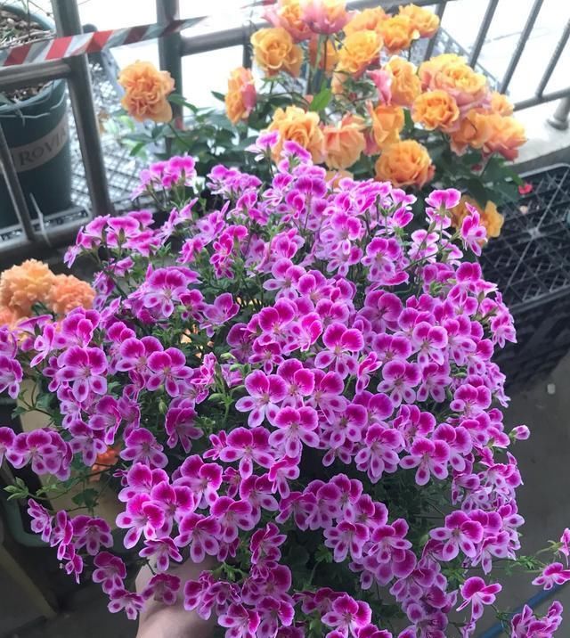  「长寿花」新手养花?就选这几种,平时少折腾,掌握精髓,养啥也爆盆