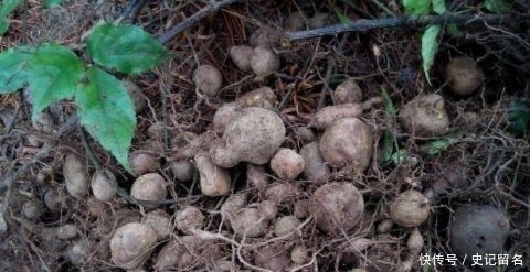  「采挖」曾千元一斤被捧上位，引来采挖热潮，如今却沦为笑柄，