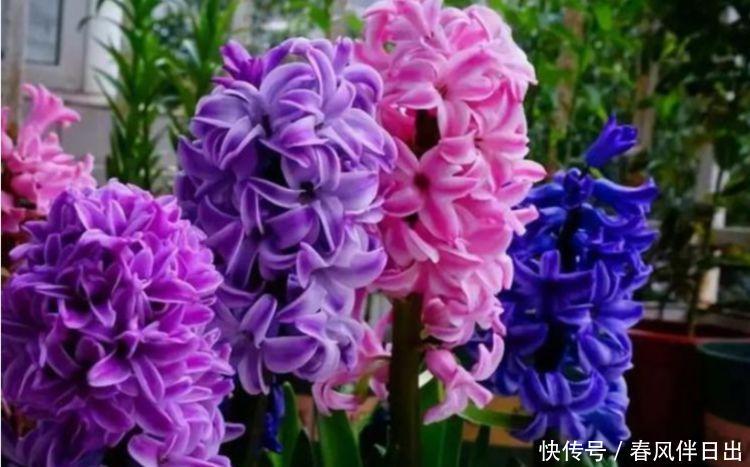  『试试』养花试试这几款，花开繁盛花香怡人，妖艳妖娆，层层交叠