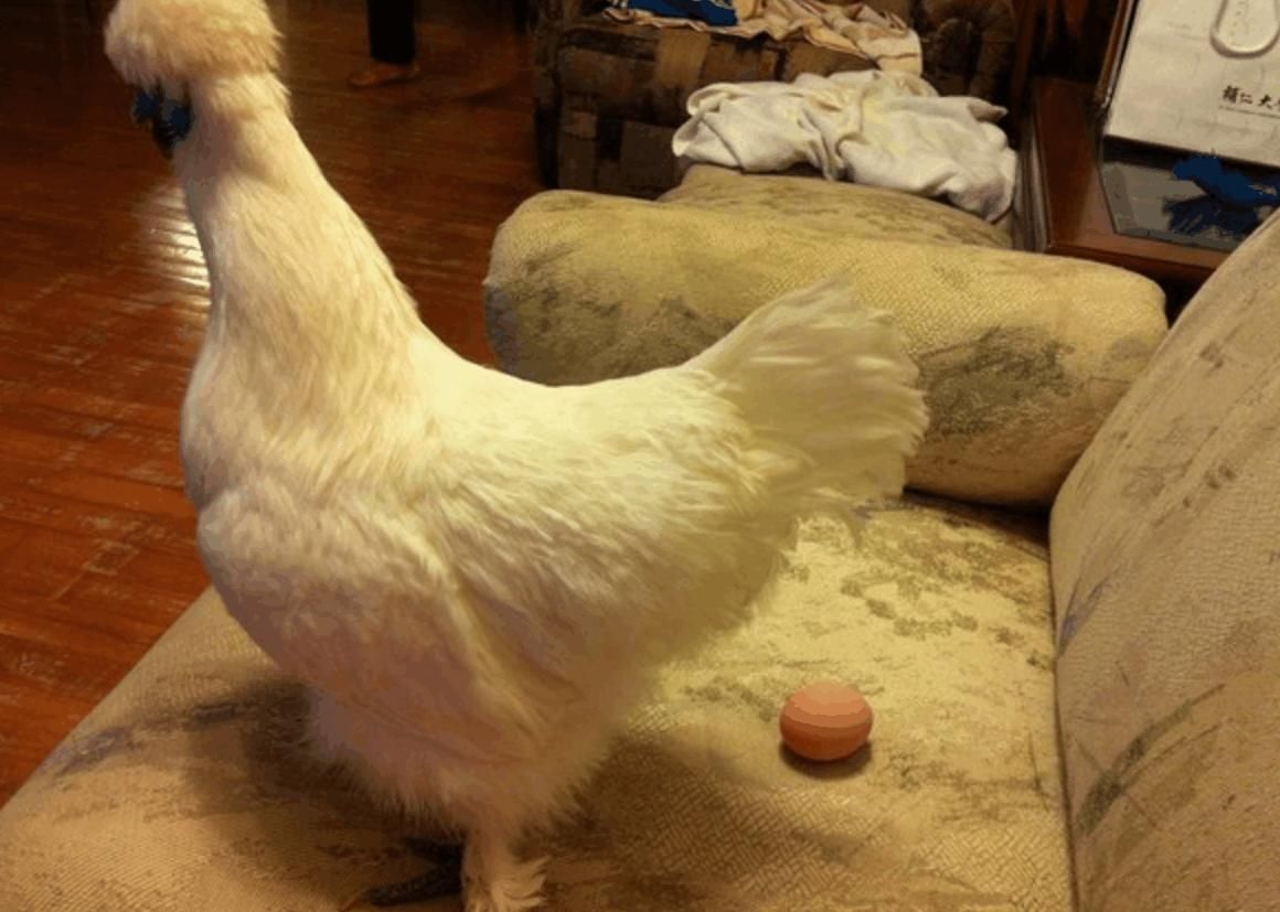  『主人』实验鸡差点安乐死, 获救后每天下蛋给主人吃