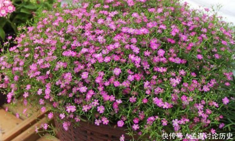  「洋桔梗」4种花是爆盆“能手”，花开一茬又一茬，美不胜收，人见人爱！