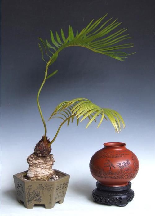  「植株」微型盆景制作方法，有哪些养护要点？