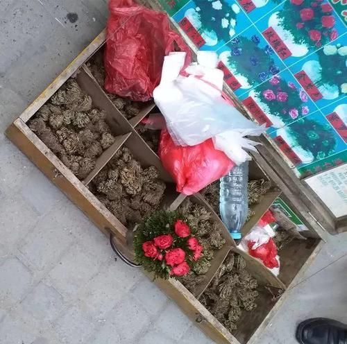  朱顶红：看见这花可别买，忍住，小心被忽悠，花钱买气受！