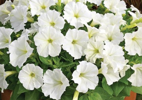  「堪称」这几款花，堪称花界“劳模”，家养一盆千朵花，花朵雍容华贵，美